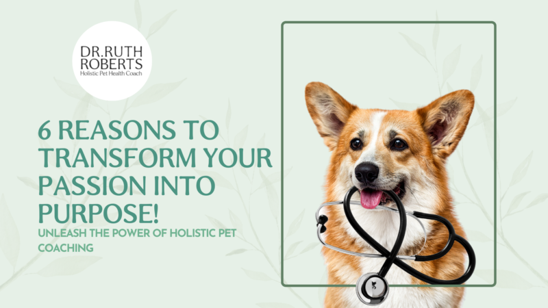 6 Reasons Why You Should Become A Holistic Pet Coach