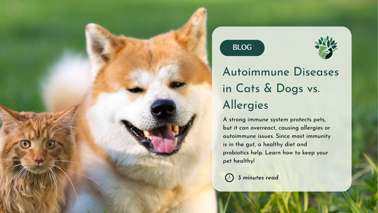 A blog post graphic featuring a fluffy orange cat and a smiling Akita dog on a green grass background. A text box on the right discusses autoimmune diseases and allergies in cats and dogs.