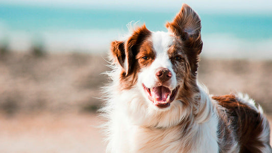 Dog Heart Failure: Symptoms, Preventative Steps, and How to Keep Them Healthy