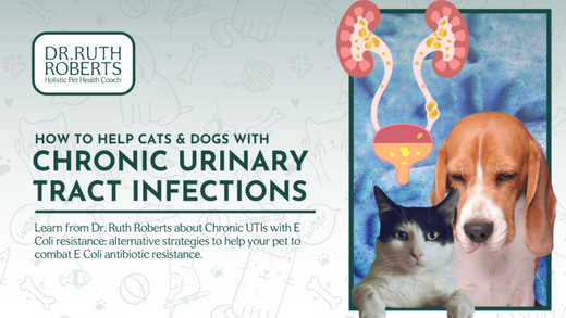 Recurrent Urinary Tract Infections Dogs