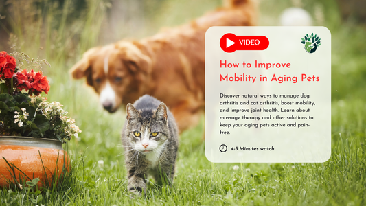 Arthritis and Mobility Issues in Aging Pets: Why Movement Matters