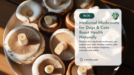 Medicinal Mushrooms for Pets: How Functional Fungi Can Boost Immunity, Calm, and Longevity Naturally