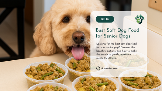 Soft Dog Food for Senior Dogs: Benefits, Types & Transition Tips