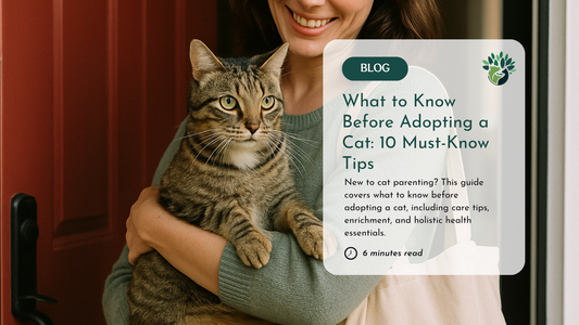 what to know before adopting a cat