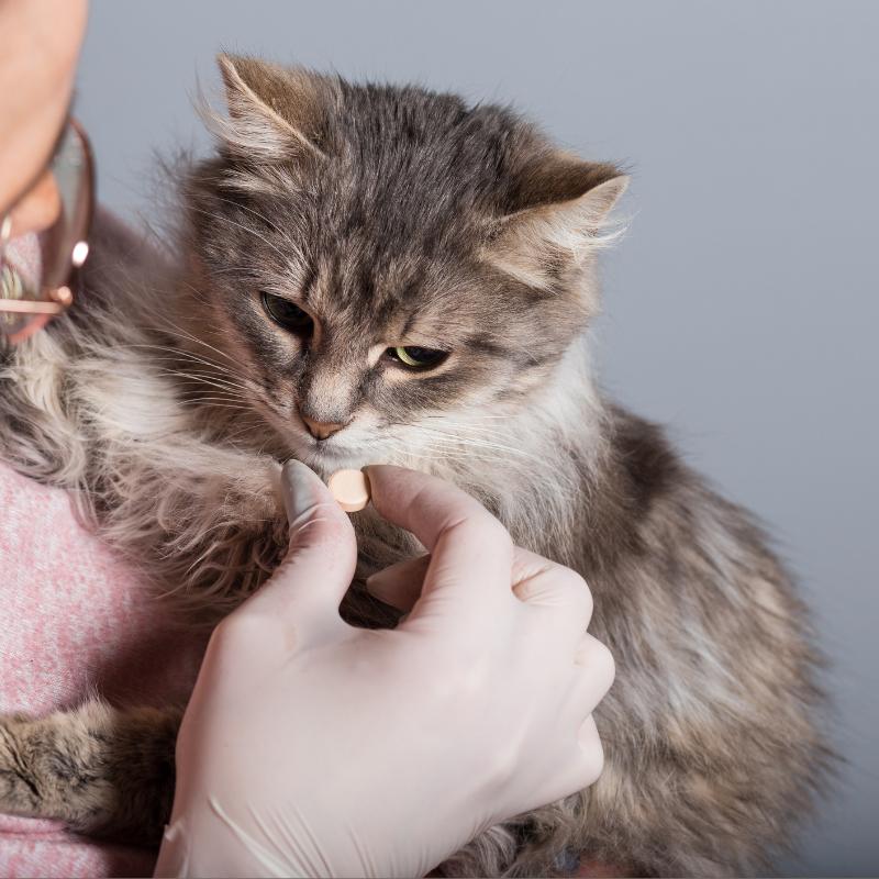 Nutritional Supplements for Cats Dr. Ruth Roberts