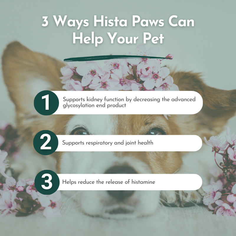 Hista Paws - Herbal Allergy Supplement for Cats and Dogs - Add Hista Paws to your pet's daily routine and watch as their allergy symptoms diminish and their quality of life improves.