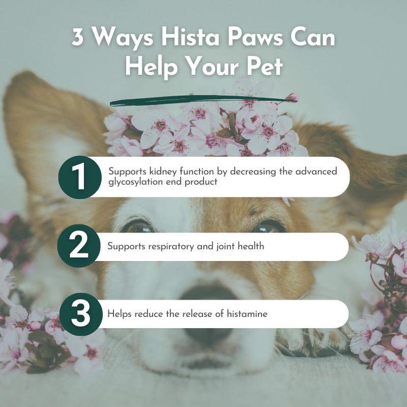 Image of a dog with flowers in the background, the caption is providing a list titled "3 Ways Hista Paws Can Help Your Pet." The list includes: (1) Supports cellular function by decreasing the advanced glycation end products, (2) Supports respiratory and joint health, (3) Helps reduce the volume of histamine. Ideal for pet allergies.