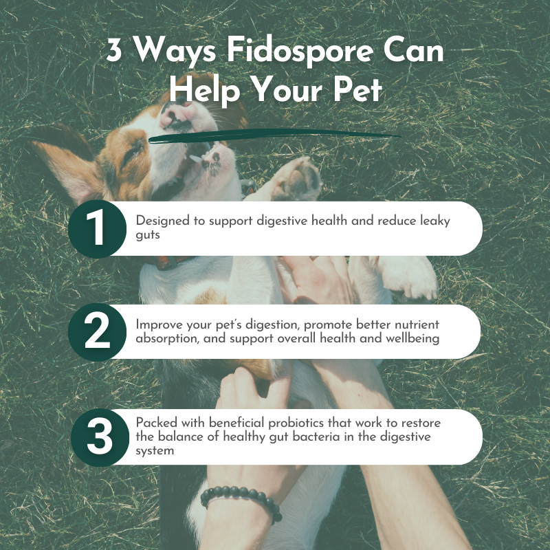 Fidospore supports digestive health, improves nutrient absorption, and restores gut bacteria balance. Background shows a dog playing in the grass with its owner's hands