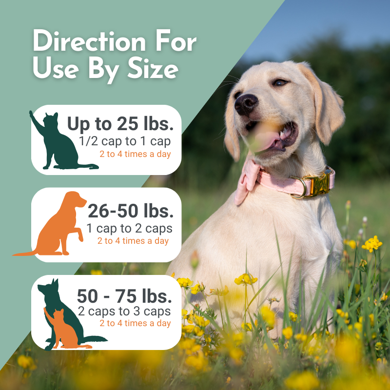 A happy dog sits in a field of flowers in the backgorund. Text reads "Direction For Use By Size". Instructions: 1) Up to 25 lbs, 1/2 cup to 1 cup, green dog icon. 2) 26-50 lbs, 1 cup to 2 cups, orange dog icon. 3) Overcome your pet's allergies with Hista Paws,