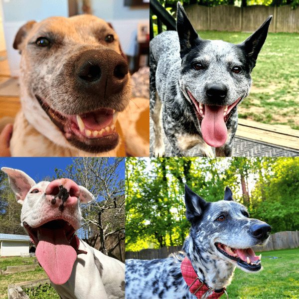 A photo of four dogs belonging to Ashley Keeshan