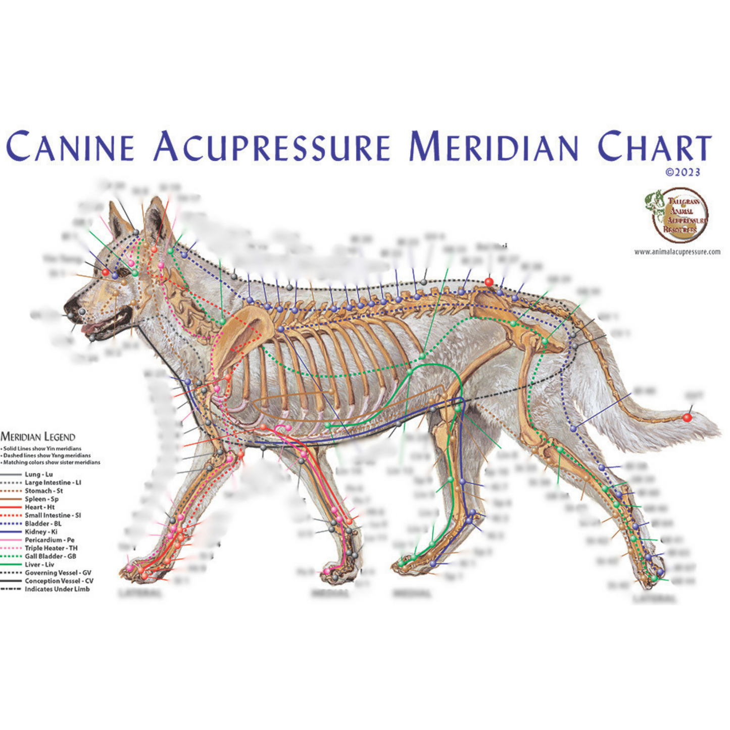 Canine Meridian Accupoint Chart
