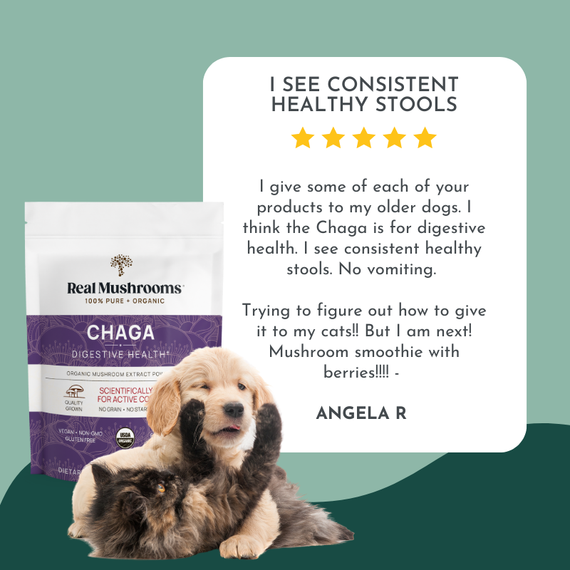 Organic Chaga Mushroom Powder for Pets (60 g) - Digestive Support