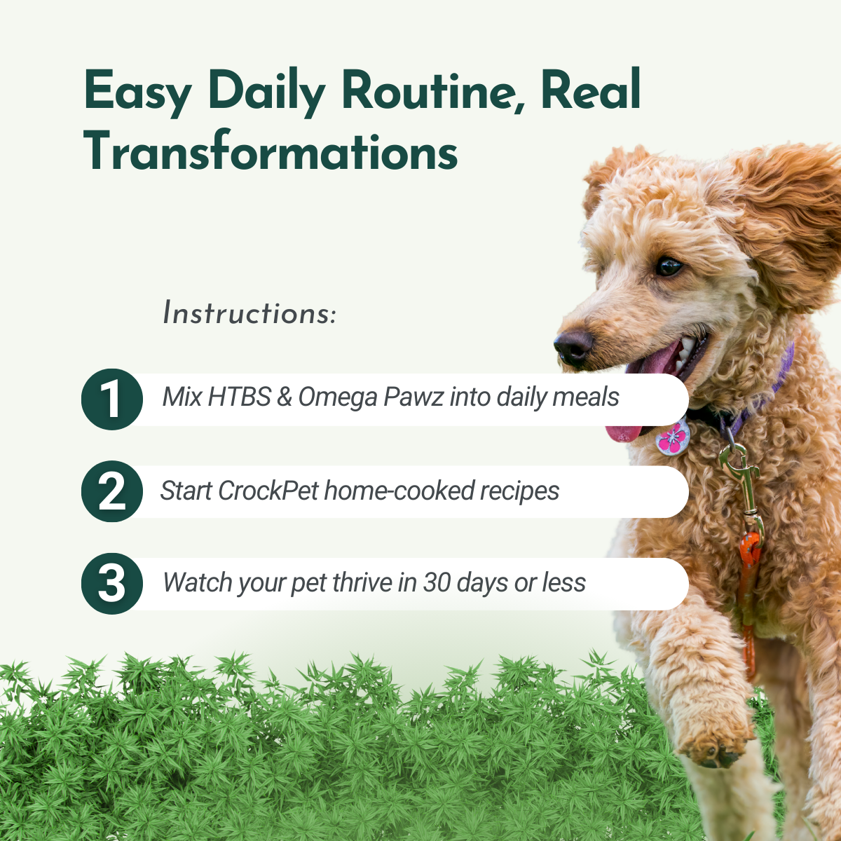 Longevity & Wellness Kit For cats and dogs | Dr. Ruth Roberts