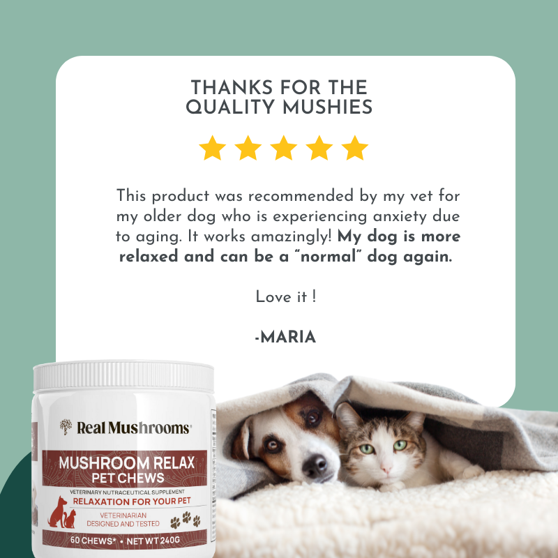 Serenity & Calm Support – Cognitive and Anxiety Support