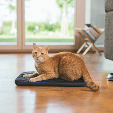 Image of an orange tabby cat lying on a PEMF (Pulsed Electromagnetic Field) pad in a bright room with wooden floors. The cat is alert and looking forward. In the background, there is a large window showing a green outdoor area, and a wooden magazine rack is visible near the window. A part of a gray sofa is also visible to the right.