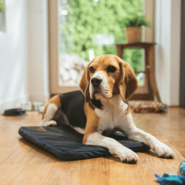 Image of a beagle lying on a PEMF (Pulsed Electromagnetic Field) pad in a well-lit room with wooden floors. The dog is relaxed, with its head up and looking to the side. In the background, there is a large window showing greenery outside, and a small table with a potted plant. Various dog toys and items are visible around the room