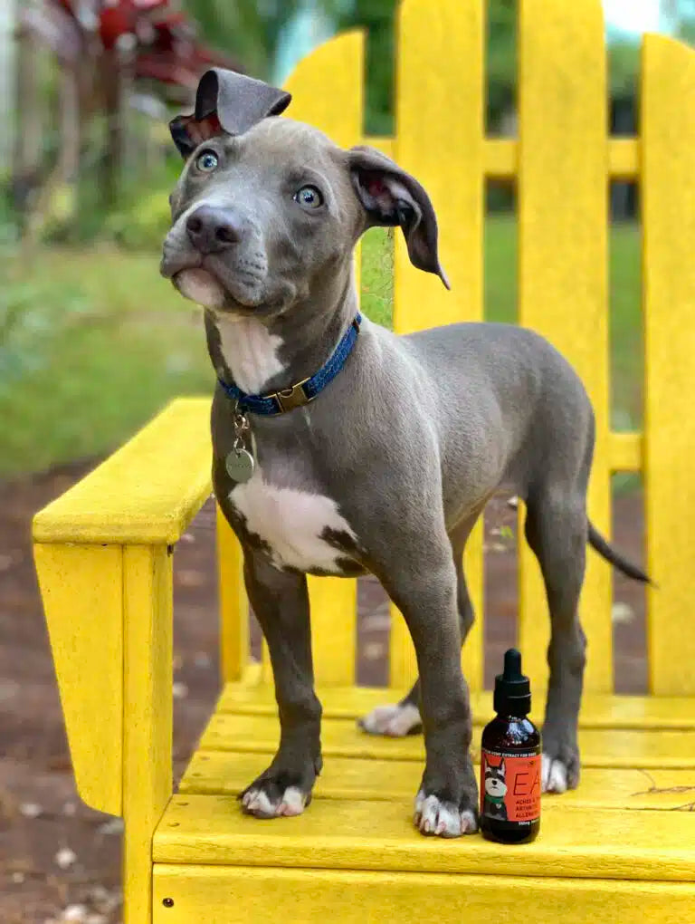 EASE: Hemp Oil for Dogs (Allergies, Arthritis, Joint Support, Pancreatitis, Pain & Inflammation)