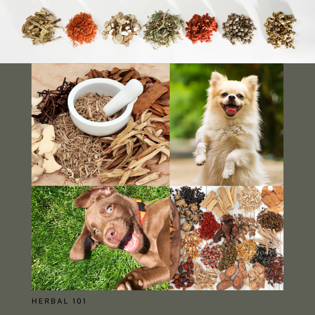 TCVM Herbal Masterclass with Dr. Bessent