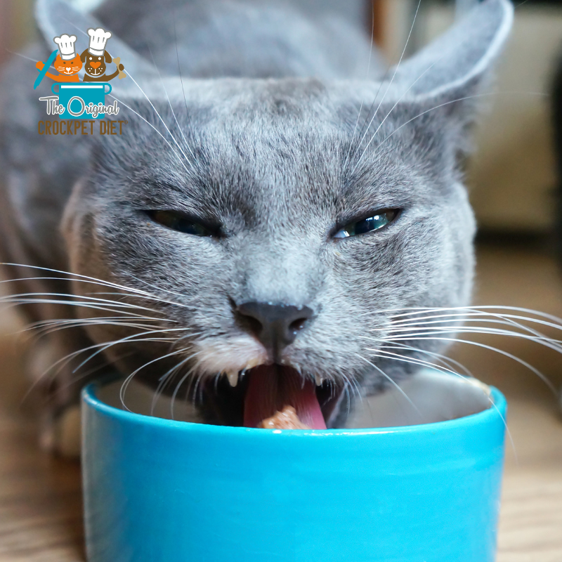 The Complete CrockPET Diet Starter Kit - Holistic Cat Food