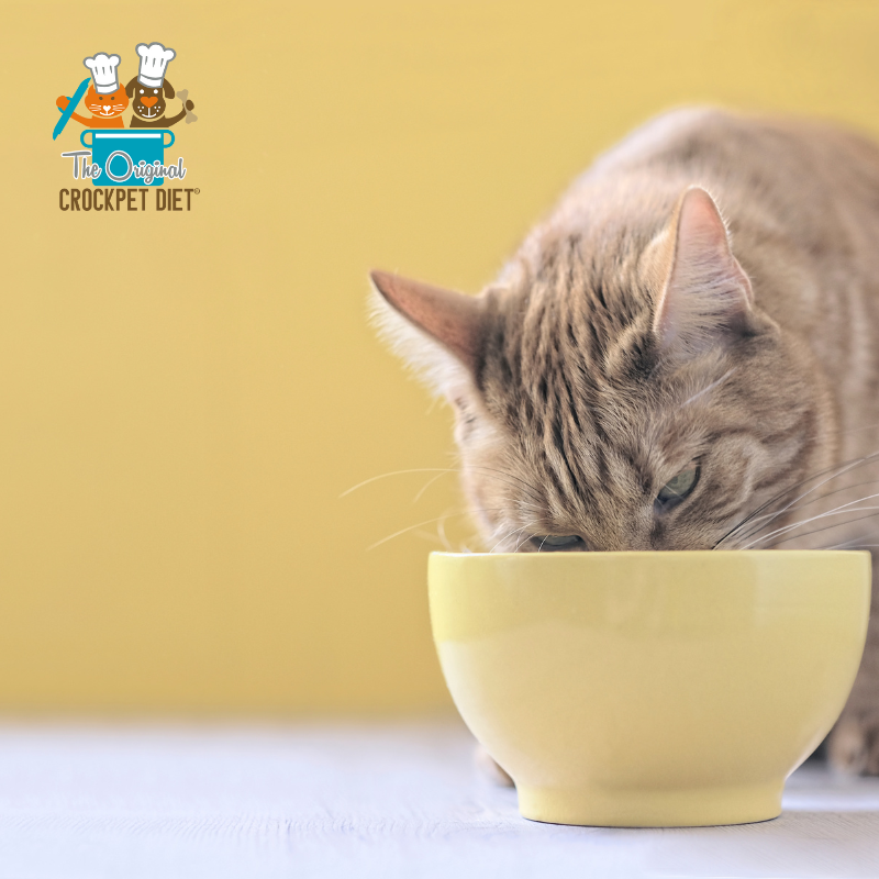 The Complete CrockPET Diet Starter Kit - Holistic Cat Food