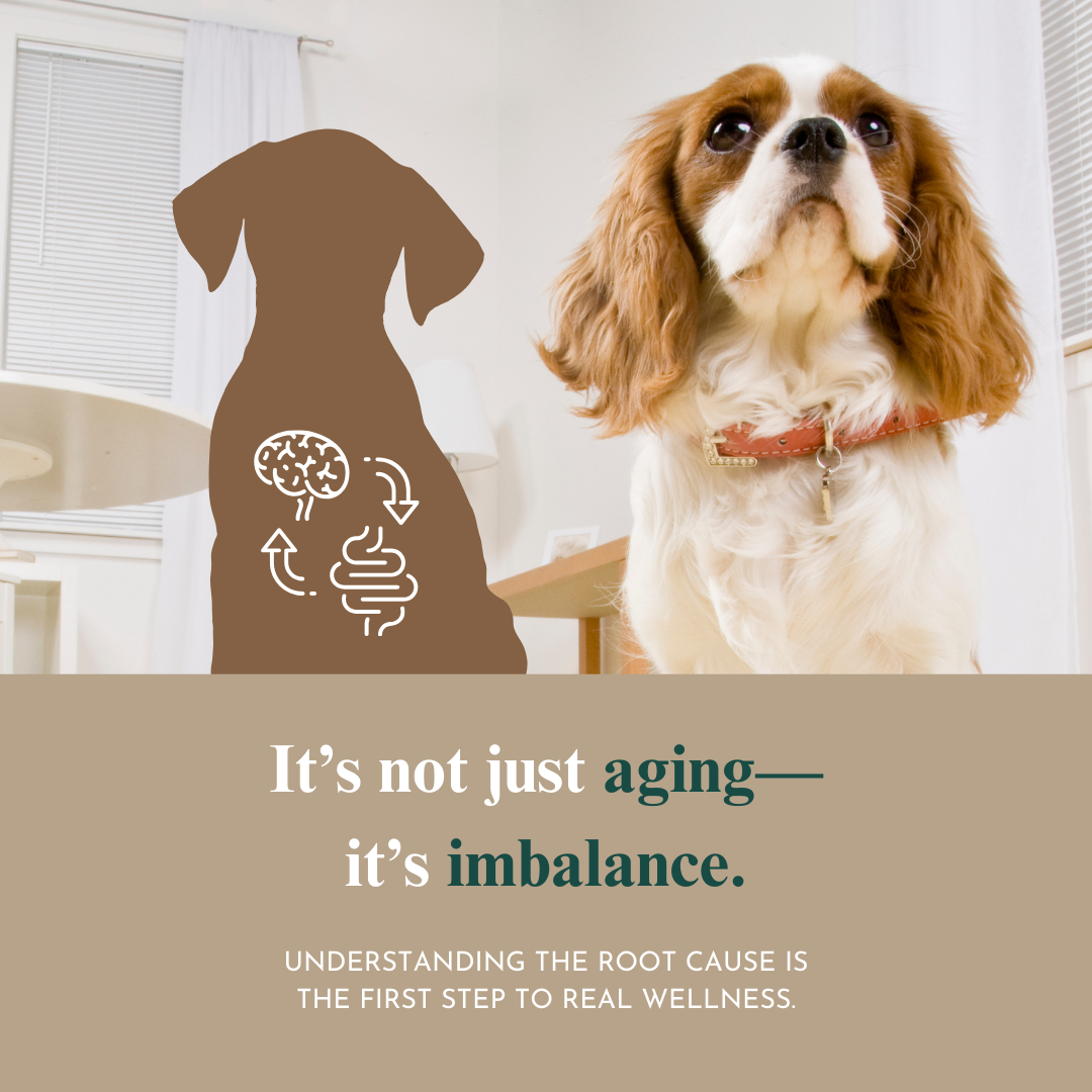 The Pet Parent’s Holistic Health Toolkit: Mastering Pet Parenthood Naturally Dr. Ruth Roberts