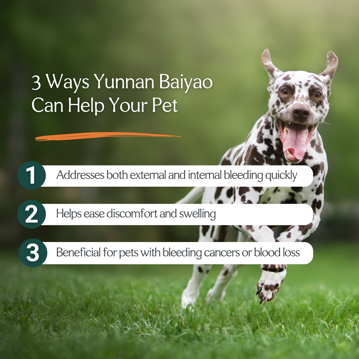 Yunnan Baiyao herbal capsules in a protective blister pack, suitable for humans and pets