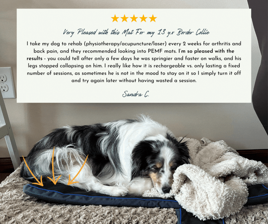 The GIF features a Border Collie lying on a PetsPEMF pad, looking relaxed and comfortable. Animated arrows point to the pad, and a testimonial from Sandra C. reads: "Very pleased with this mat for my 13-year-old Border Collie. After using it, he was noticeably springier and faster on walks, and his legs stopped collapsing. I appreciate that it’s rechargeable, so I can turn it off and try again later without wasting a session." The testimonial includes a five-star rating