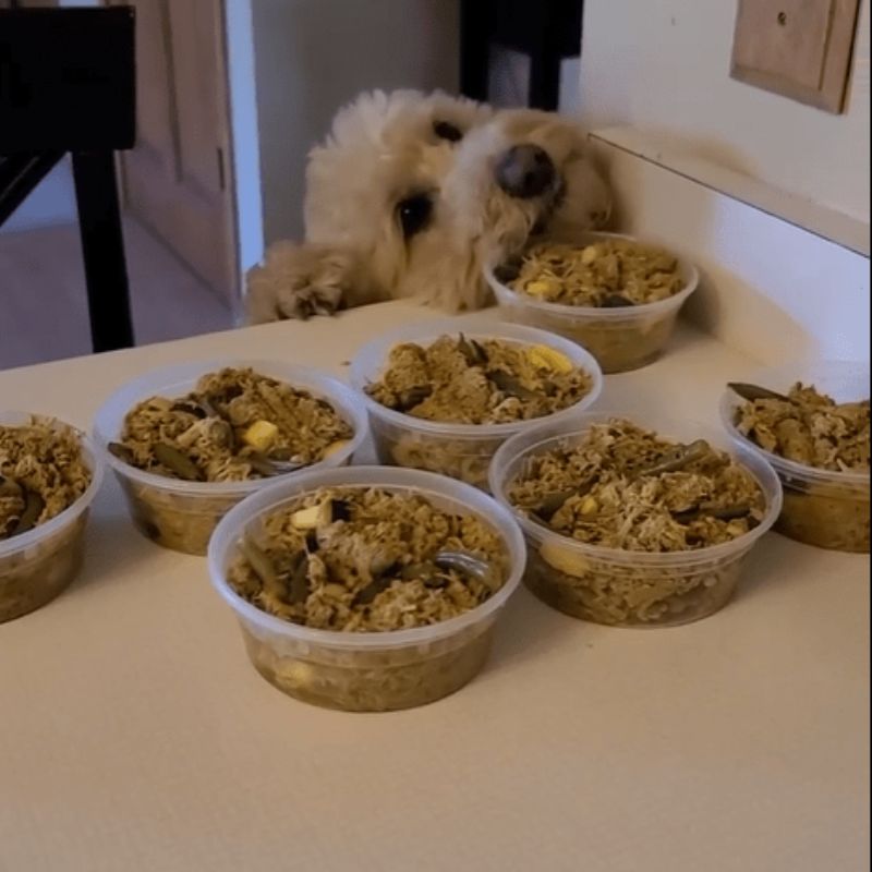 A brown poodle reaching up to a counter with its front paws, licking one of several containers filled with homemade dog food. The containers are arranged in a row on the counter, each containing a mixture of food with visible green beans and other ingredients. The dog appears eager and interested in the food
