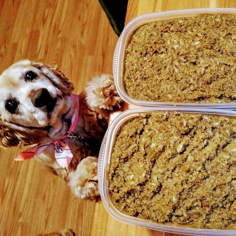A dog with curly fur and a pink bandana around its neck standing on its hind legs, looking up at two containers filled with homemade dog food placed on a wooden surface. The dog appears eager and attentive, while the containers show a textured mixture of food