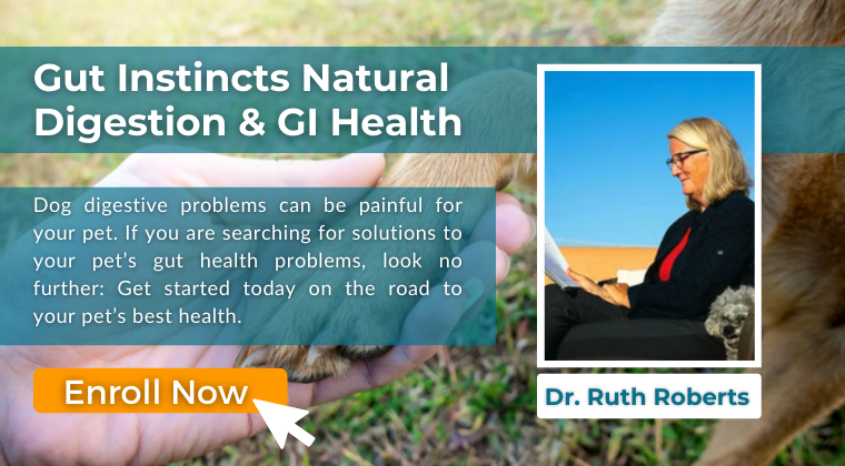 'Gut Instincts Natural Digestion & GI Health' online course featuring Dr. Ruth Roberts. Text highlighting the benefits for pet gut health. Includes an 'Enroll Now' button and an image of Dr. Ruth Roberts reading.