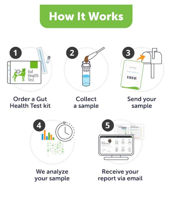 The image shows the five steps for using the DoggyBiome Gut Health Test kit under the heading "How It Works" in a green box. Steps include: "Order a Gut Health Test kit" with the kit package; "Collect a sample" with a hand and tool; "Send your sample" with a hand placing it in a mailbox; "We analyze your sample" with a clock and bar chart; and "Receive your report via email" with a computer screen showing the report.