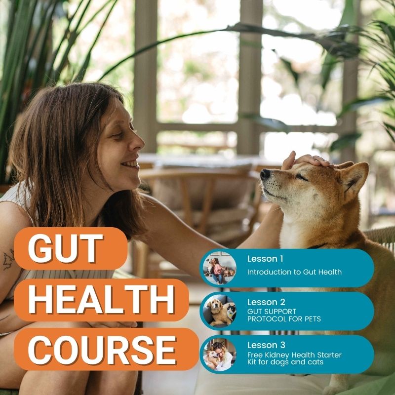 GUT HEALTH COURSE (mini)