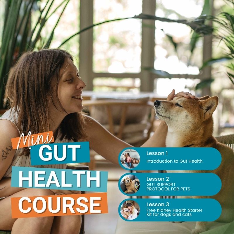 Promotional image for the 'Mini Gut Health Course' showing a woman smiling as she pets a Shiba Inu dog in a bright, plant-filled room. The text 'Mini Gut Health Course' is prominently displayed in bold, colorful letters. Below the title, three lessons are listed with small circular images: 'Introduction to Gut Health,' 'Gut Support Protocol for Pets,' and 'Free Kidney Health Starter Kit for dogs and cats.'