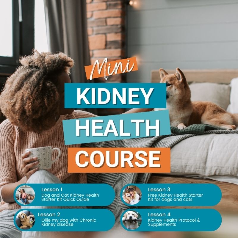 Promotional image for the 'Mini Kidney Health Course,' showing a person with curly hair holding a mug, looking at a Shiba Inu dog on a bed in a cozy room. The text 'Mini Kidney Health Course' is in bold, colorful letters, with four listed lessons below: 'Dog and Cat Kidney Health Starter Kit Quick Guide,' 'Ollie my dog with Chronic Kidney Disease,' 'Free Kidney Health Starter Kit for dogs and cats,' and 'Kidney Health Protocol & Supplements