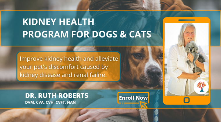 Promotional image for a kidney health program for dogs and cats. Background of person hugging a large dog. Text: "Kidney Health Program for Dogs & Cats" and "Improve kidney health and alleviate your pet's discomfort." Right side: Dr. Ruth Roberts holding a small dog in a smartphone outline. Text: "Dr. Ruth Roberts, DVM, CVA, CVH, CVFT, NAN." Orange button: "Enroll Now.
