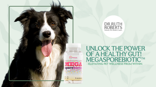 Support Your Pet’s Gut Health with MegaSporeBiotic™ Supplements