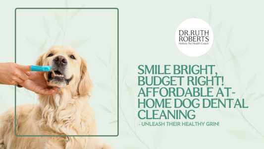 Affordable Dog Dental Cleaning? Follow this DIY Steps!
