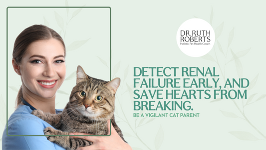 Renal Failure in Cats: Detect this Heartbreaking Disease Early