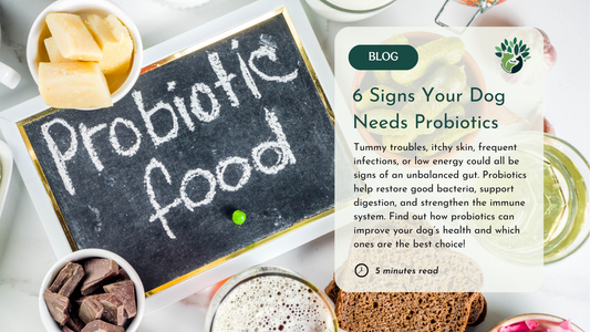 Blog banner with 'Probiotic food' on a chalkboard, surrounded by probiotic-rich foods. Title: '6 Signs Your Dog Needs Probiotics' with a brief description.