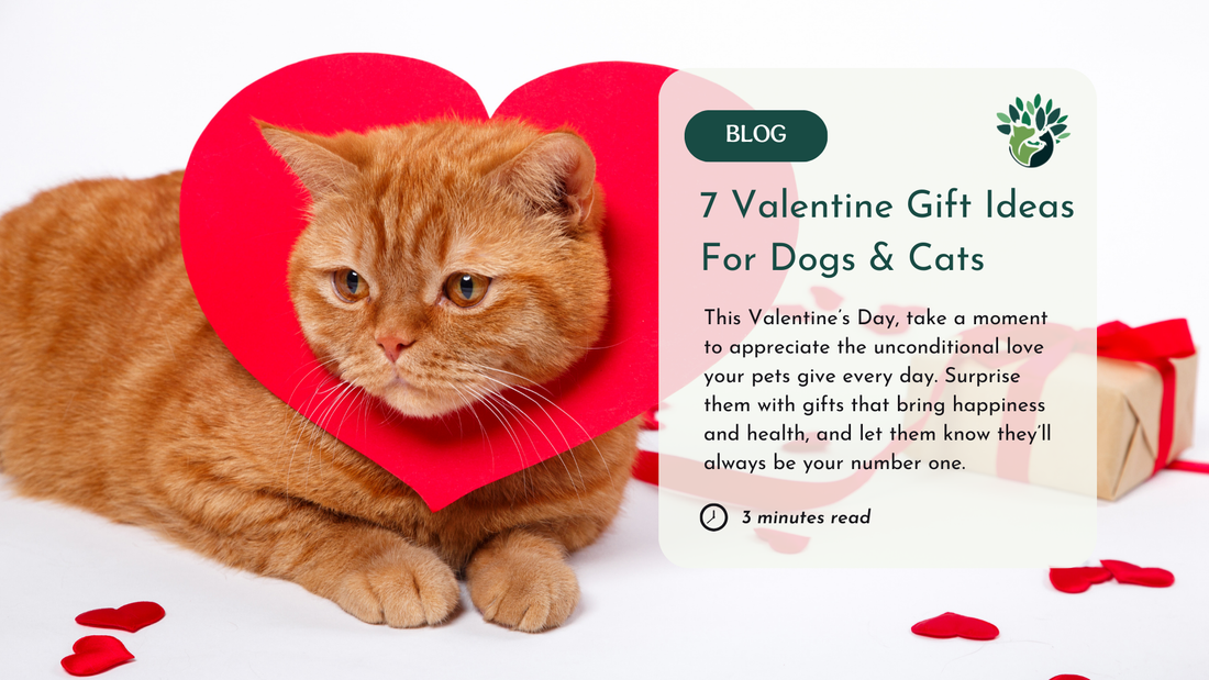 This image showcases a Valentine's Day blog graphic featuring a cat with a heart-shaped decoration and the title, "7 Valentine Gift Ideas For Dogs & Cats." The text encourages celebrating pets with thoughtful gifts. 