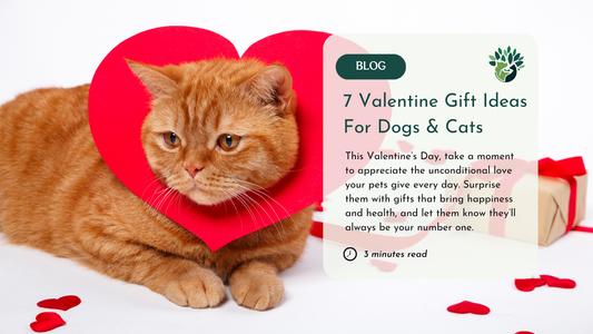 This image showcases a Valentine's Day blog graphic featuring a cat with a heart-shaped decoration and the title, "7 Valentine Gift Ideas For Dogs & Cats." The text encourages celebrating pets with thoughtful gifts. 