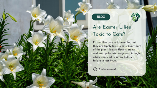 A blog post graphic with white Easter lilies and a text box warning that they are highly toxic to cats.