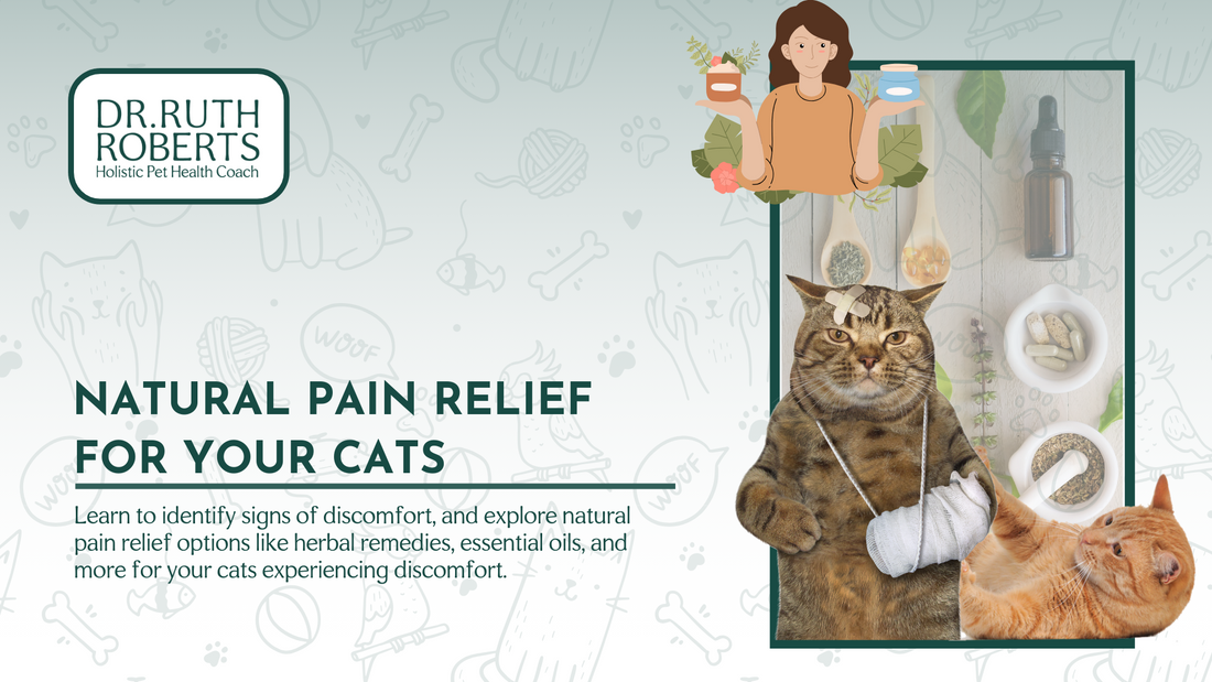 Holistic and Natural Pain Relief for Cats