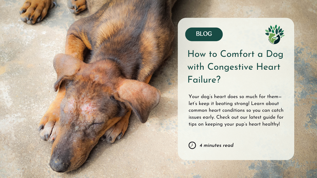 A sick brown dog with patchy fur and closed eyes lying on a concrete floor. Overlay text promotes a blog titled 'What is Heart Diseases in Dogs?' discussing heart health, common heart conditions, and early detection tips for dogs.