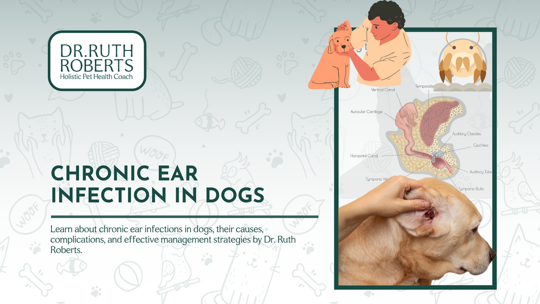 Chronic Ear Infections in Dogs