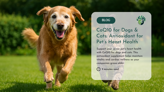 CoQ10 for Dogs and Cats: Essential Antioxidant for Your Pet's Heart & Energy
