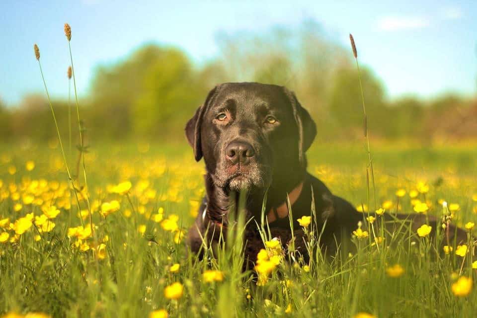 A black Labrador Retriever is lying down in a field of tall grass and yellow wildflowers. The dog is looking forward with a calm expression. The background is a blur of green trees and a clear blue sky, suggesting a sunny day.