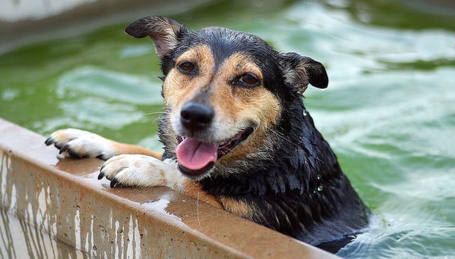 How to Protect Your Pet in The Summer Heat