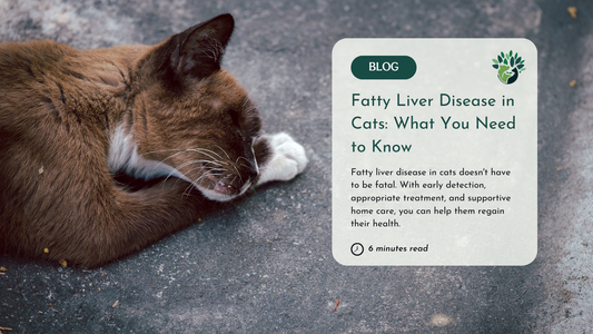 How to Recognise Fatty Liver Disease in Cats