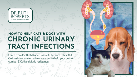 How to Help Cats & Dogs with Chronic UTI